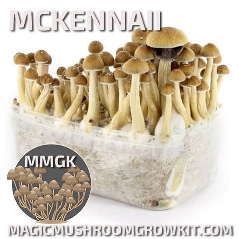 The environmental impact of magic mushroom cultivation with eBay grow kits